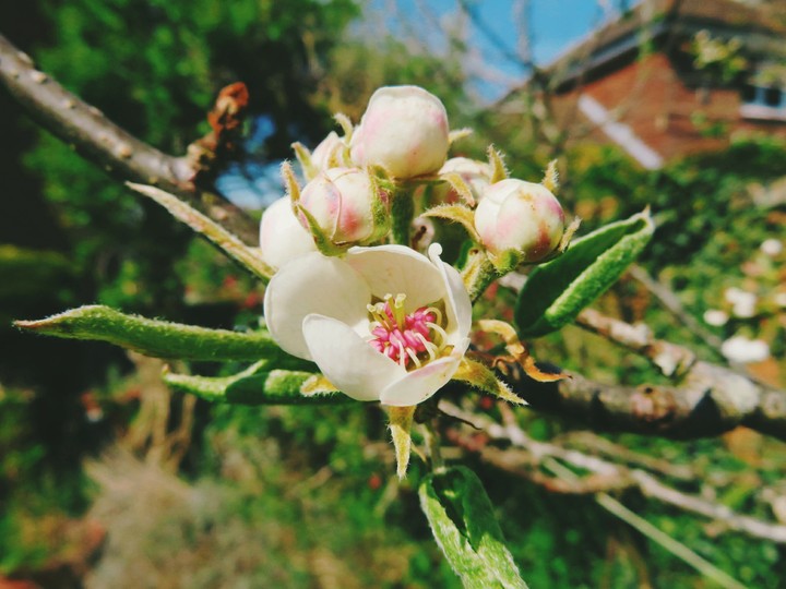 Pear Blossom