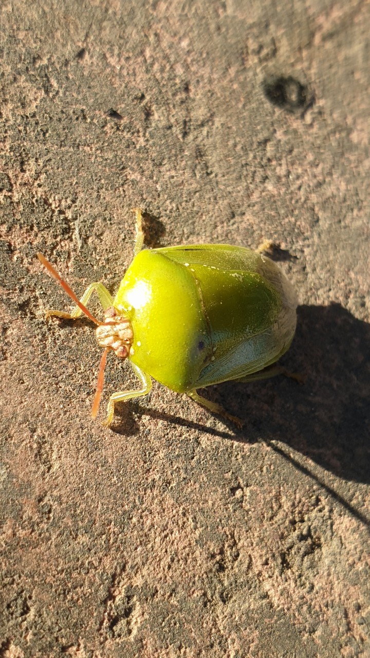 A bug
