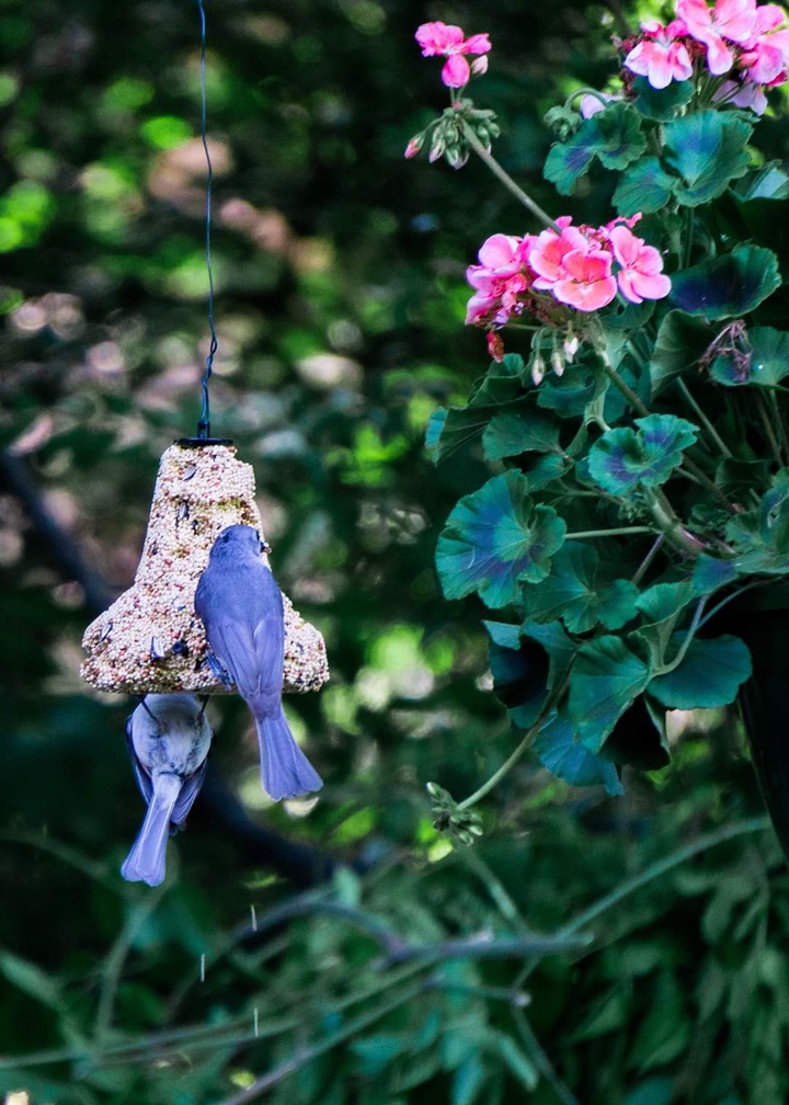 Backyard Birds