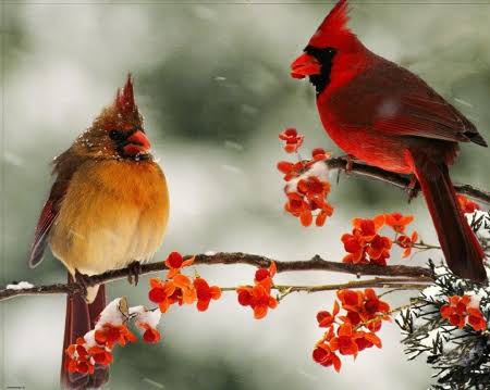 Birds