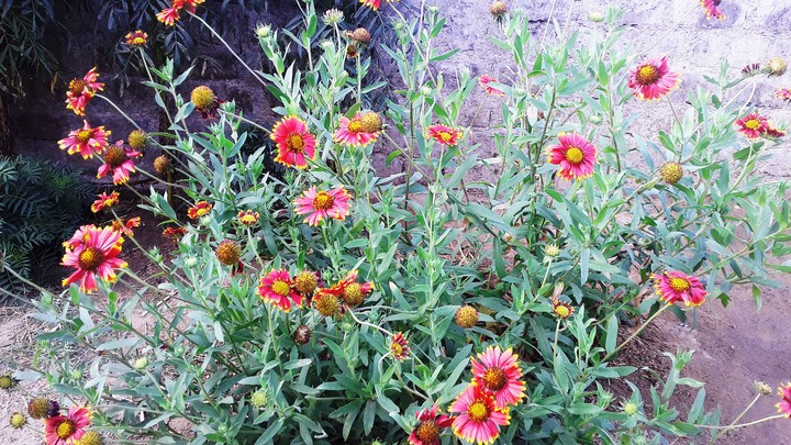 red flowars