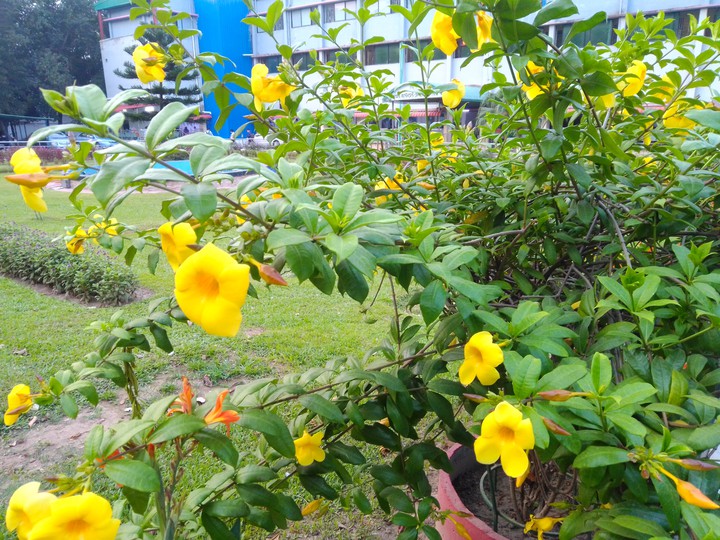 yellow flower