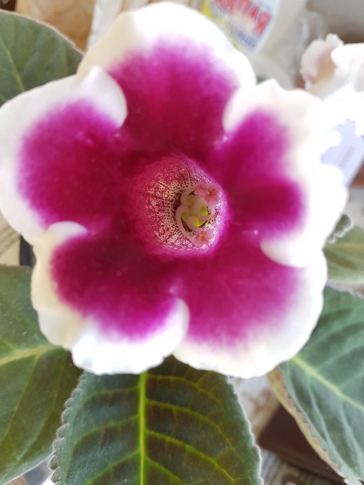 Gloxinia...