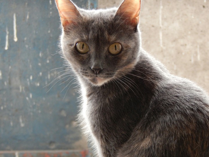 The cat