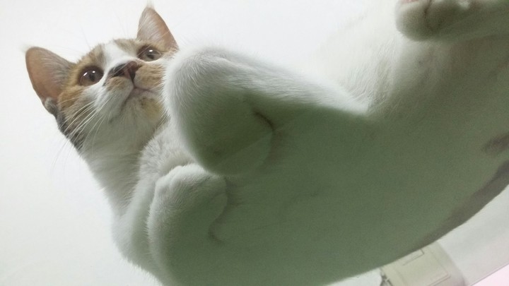 고양이