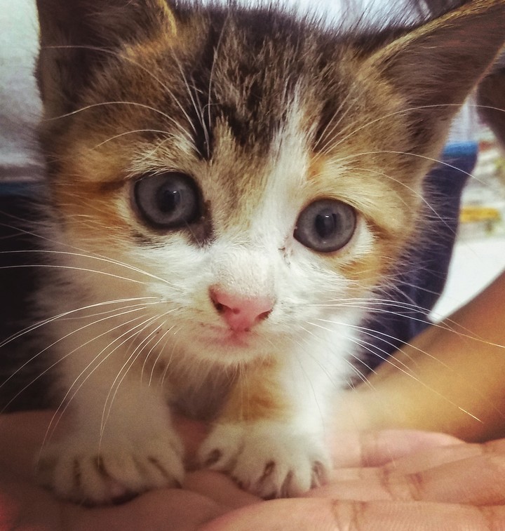 Um gatinho de amor