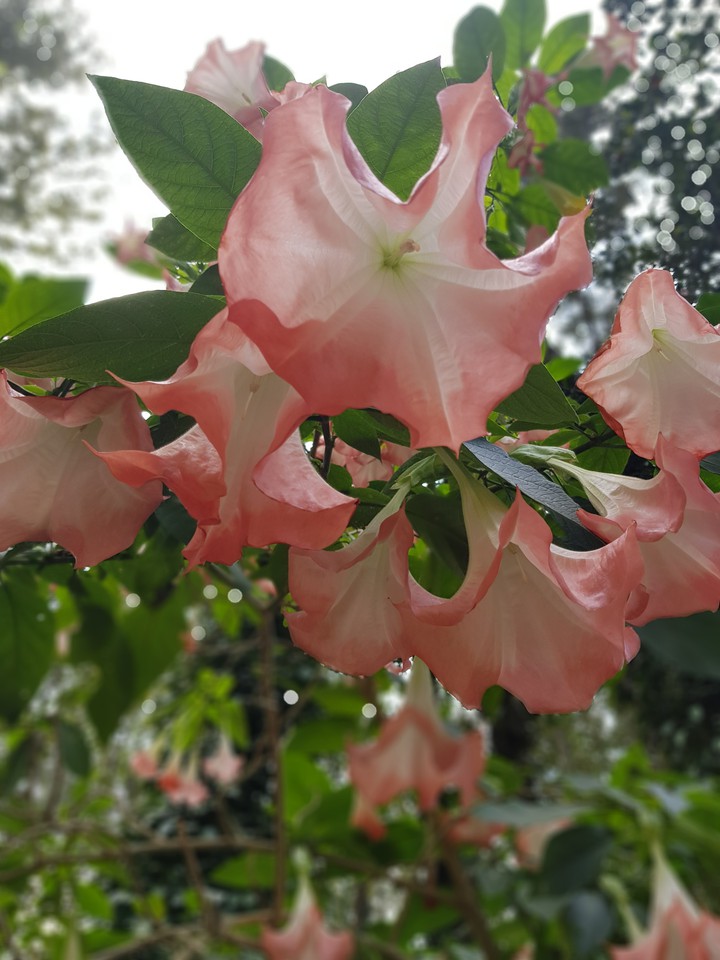 Bell Flower