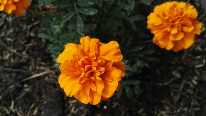 orange flower