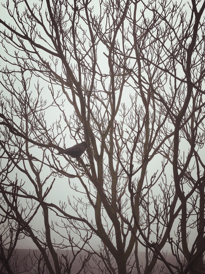 Cold Morning