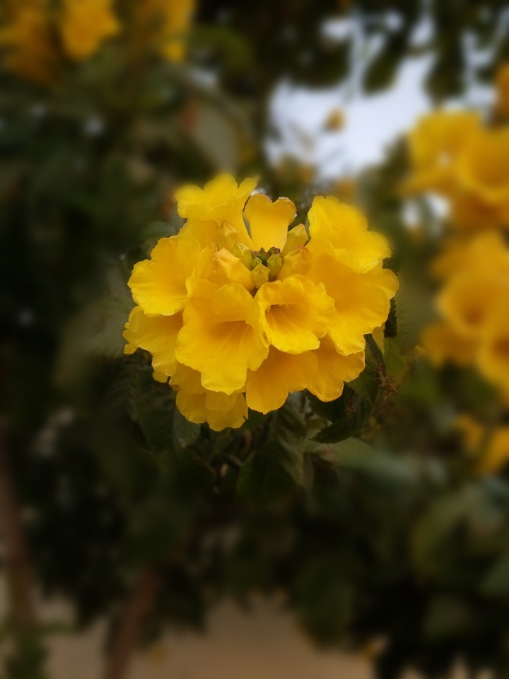 yellow flower