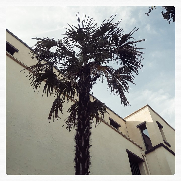 Palmen