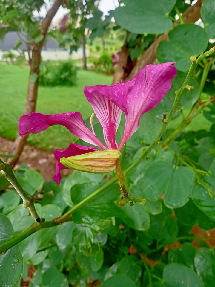 droplets on a flower