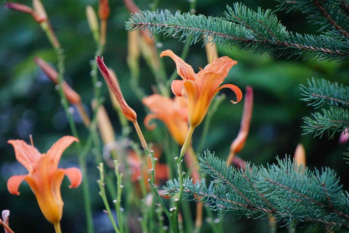 Flowering