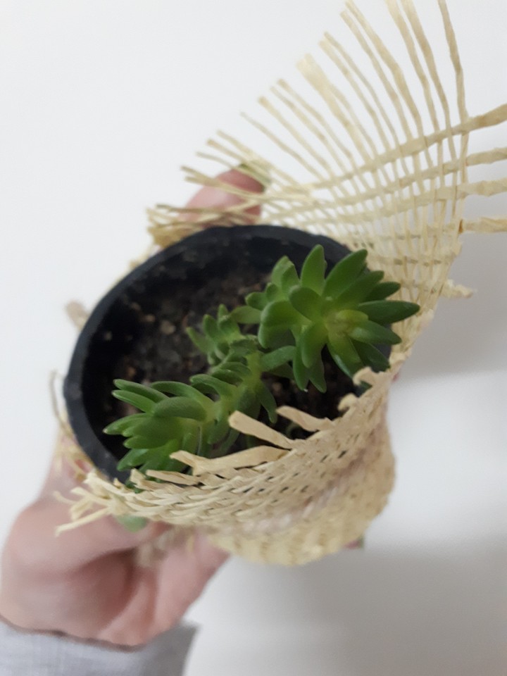 succulent