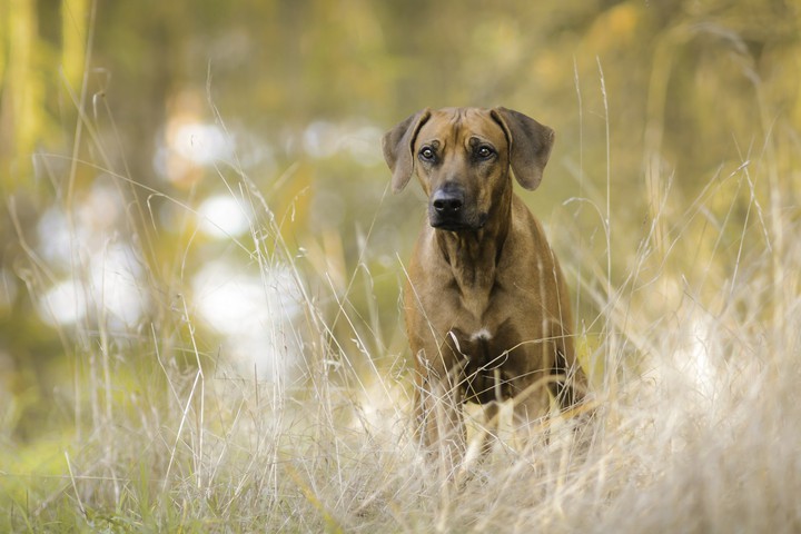 hund