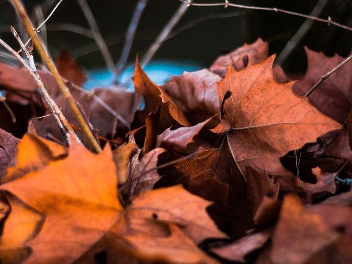 Beautiful orange leaves in the park