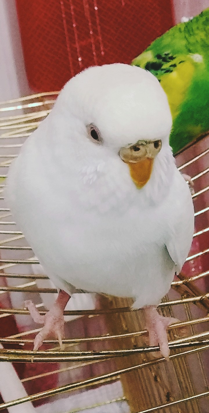 budgie albino white