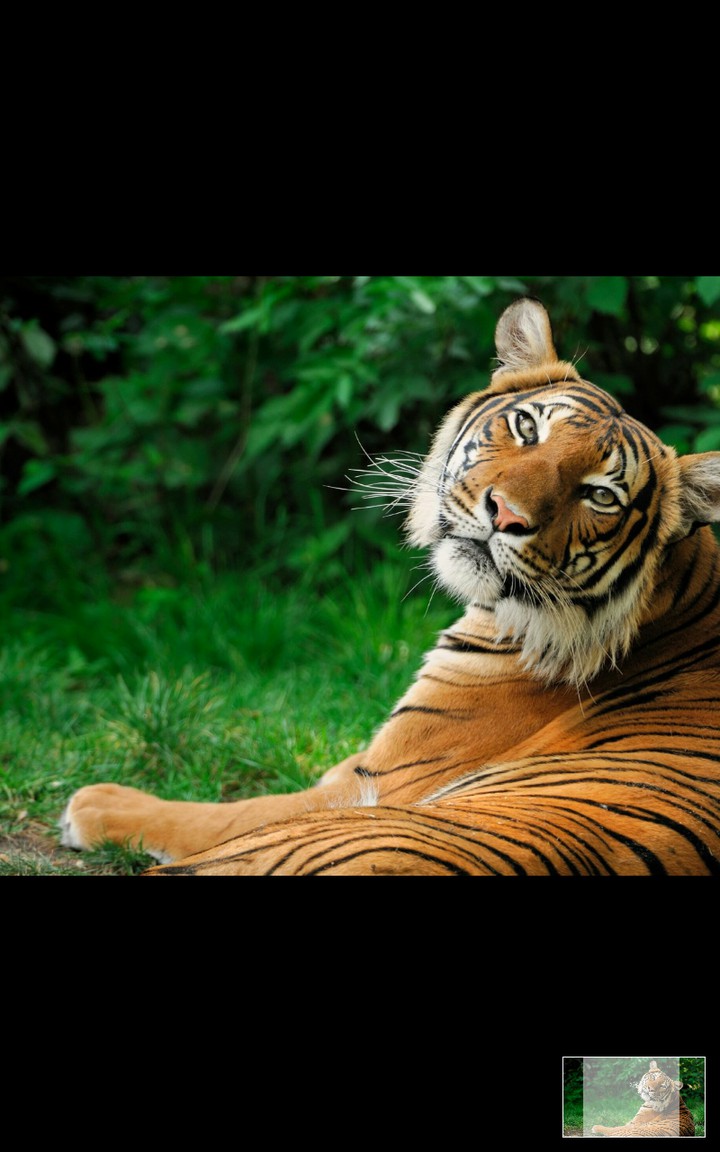 tiger