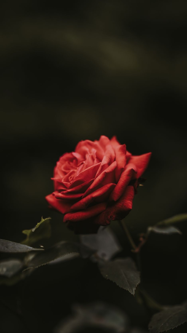 For u only❤️