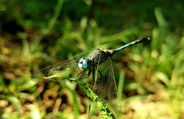 Dragonfly