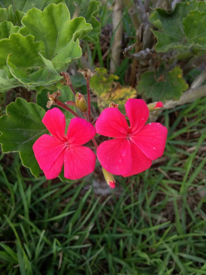 Flor roja