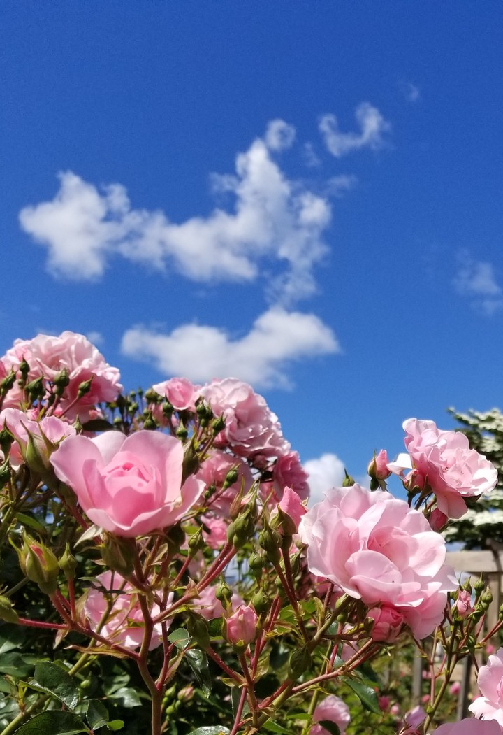 Pink Roses