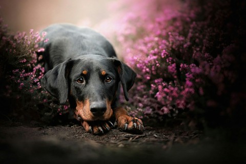 обои canidae, snout