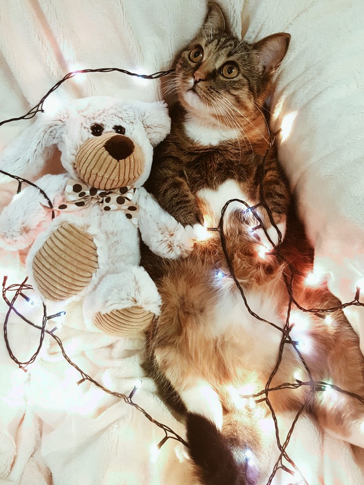 Котя