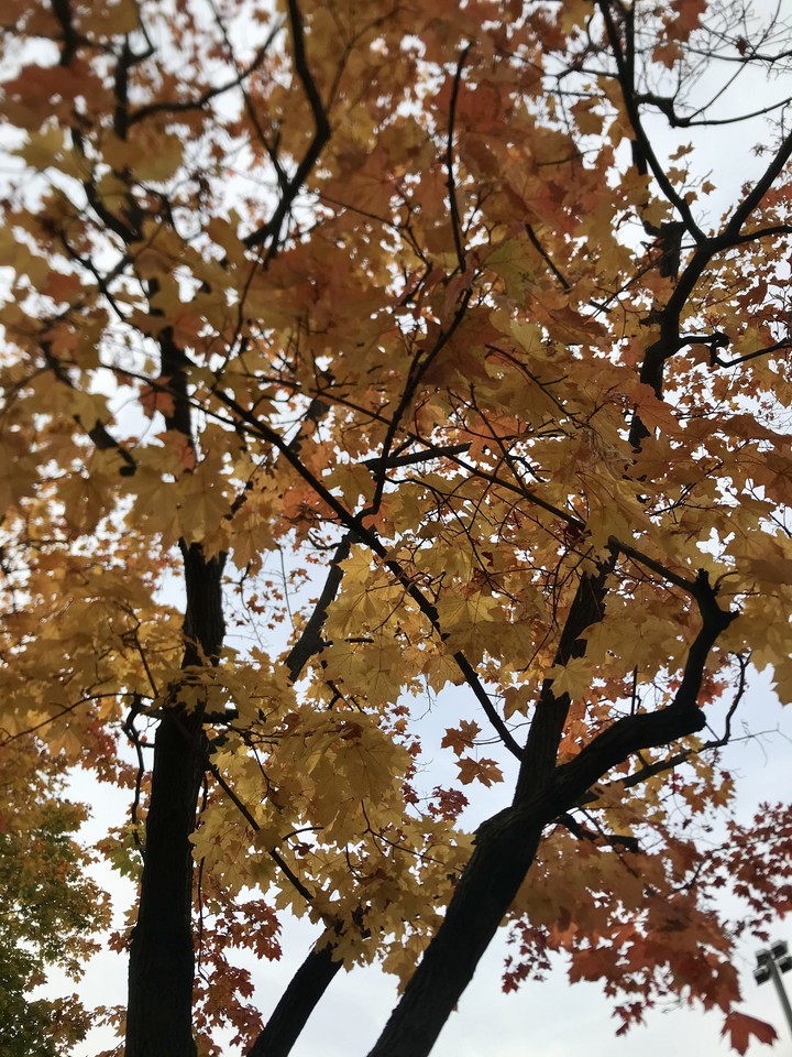 autumn