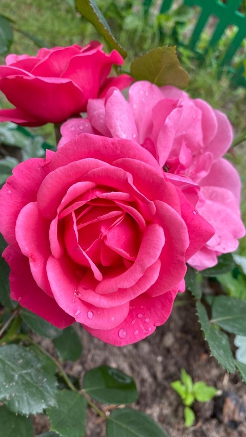 sfondi plant, flower