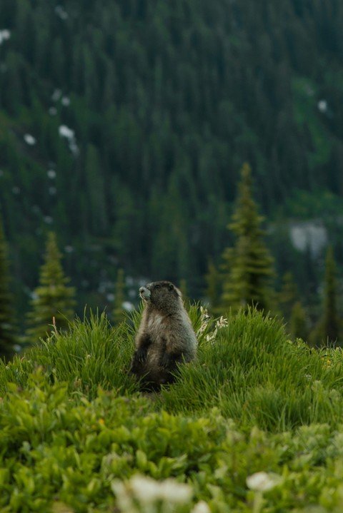 rodent, groundhog háttérképek