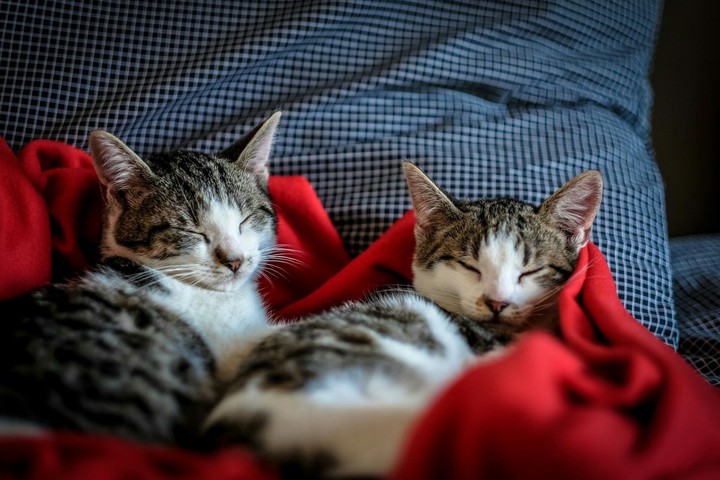 cutey cutey little sleepy kittens