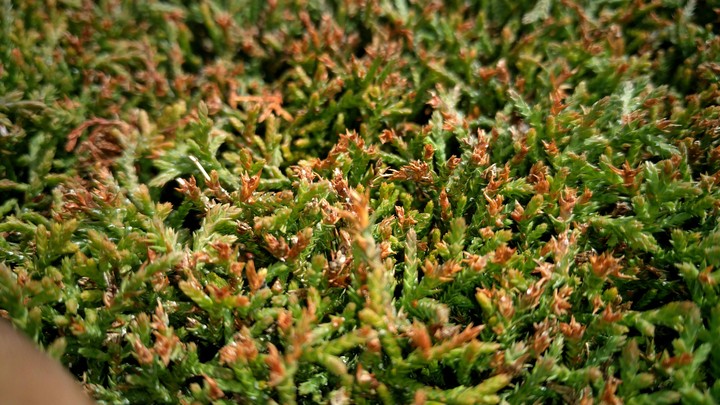 mini_macro