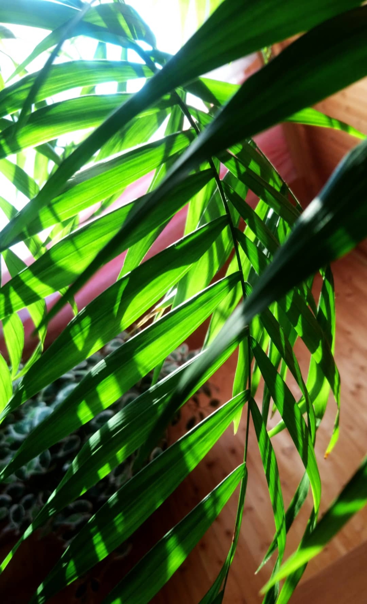 Green mood
