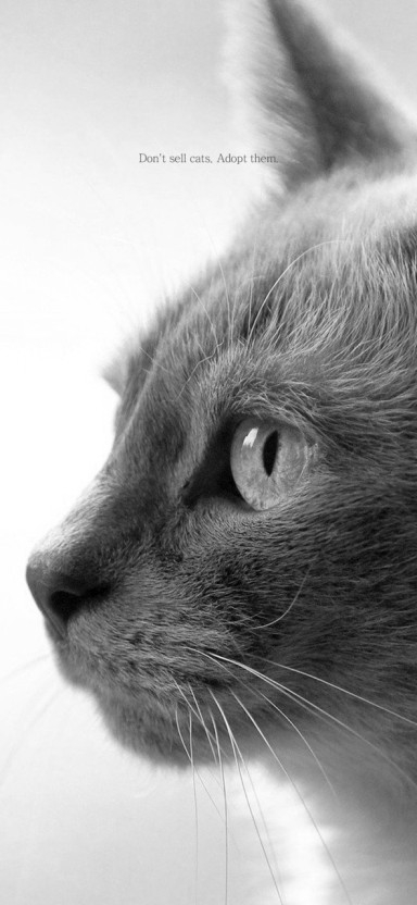 gray cat