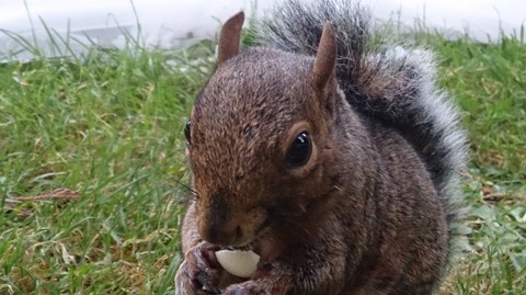 Squirrel