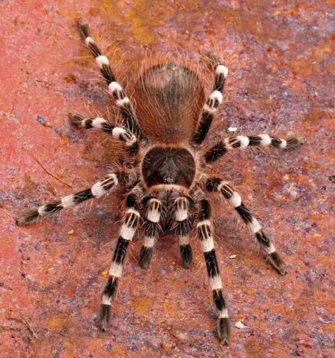 Close-up, invertebrate वॉलपेपर