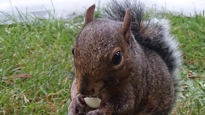 Squirrel
