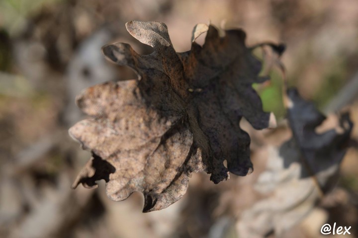 leaf in the forest of georgia