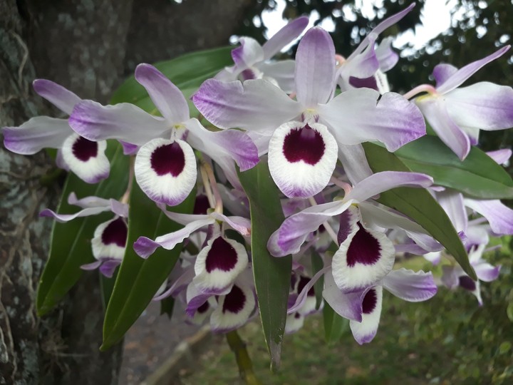 orquídeas