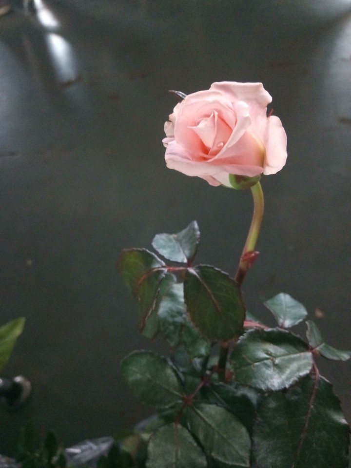 baby pink flower