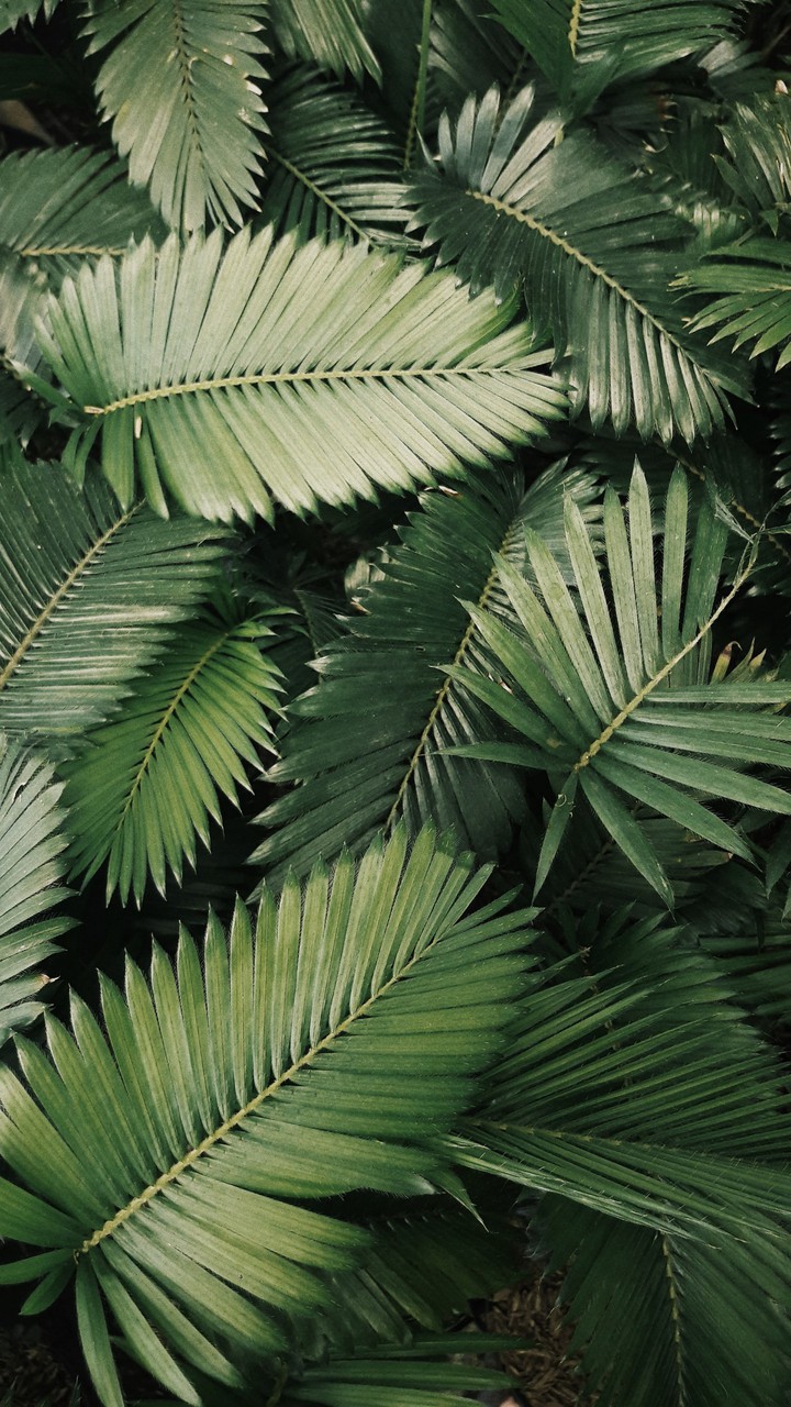 nature