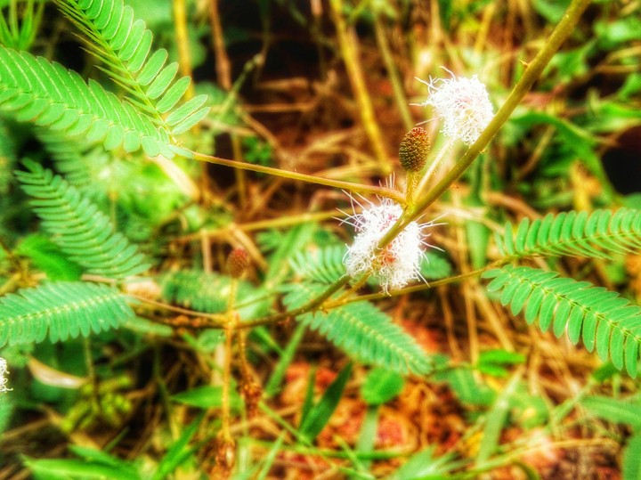 macro life