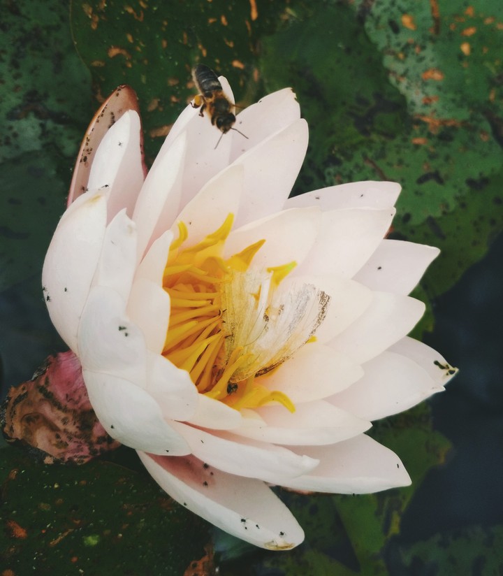 Waterlily with a small life 