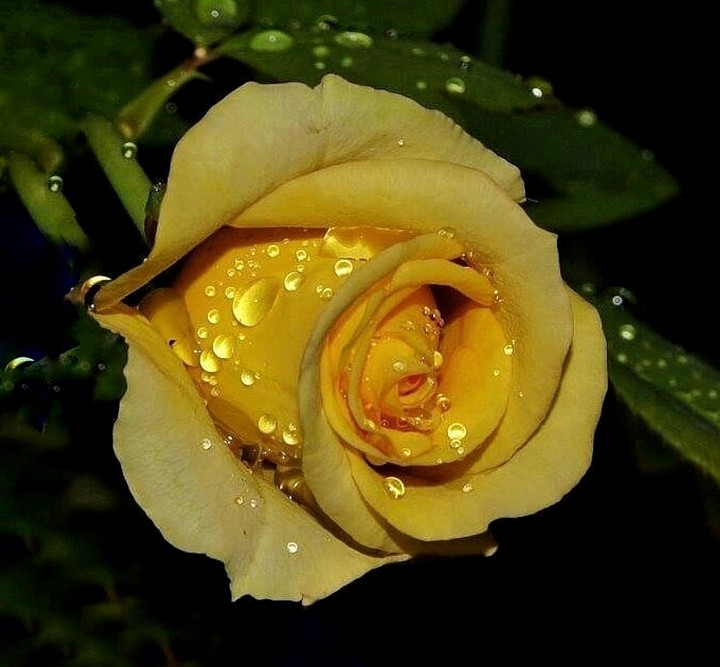 droplet