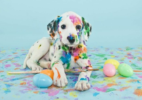 messy doggy!!!