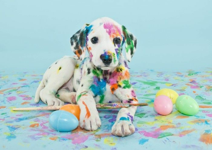 messy doggy!!!