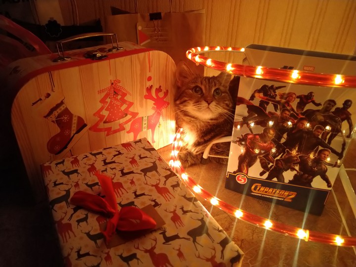 Cat and friends