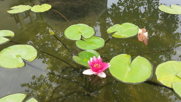 pond