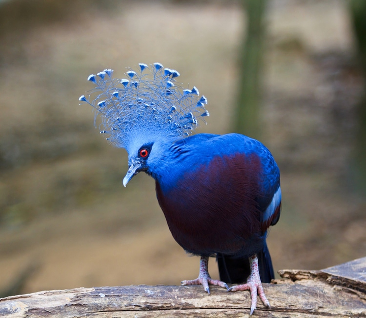 Crowned Pigeon